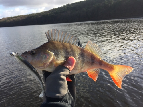 pêche du sandre,pêche en verticale,sandre en verticale,sandre au leurre,lac de guerlédan,sandre en bretagne,peche du sandre au leurre,enjoy fishing,jean-baptiste vidal moniteur-guide de pêche,pêche de la perche,perche en verticale,pêche en lac de barrage,sandre en lac de barrage