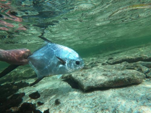 pêche du permit,permit à la mouche,voyage en diy au mexique,pêche du permit au mexique,la fièvre du permit,pêche à la mouche exotique,jean-baptiste vidal moniteur-guide de pêche,enjoy fishing,truites&cie