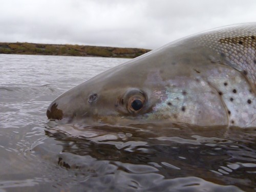 Argentine, truite de mer, Rio Grande, Nervous Waters, Kau Tapen lodge, truite fario migratrice, peche a la mouche, enjoy fishing