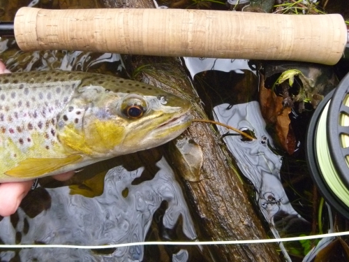 Pêche des migrateurs, pêche du saumon en Bretagne, pêche de l'alose en Bretagne, Jean-Baptiste Vidal guide de pêche, pêche à la mouche en Bretagne, Alose, saumon, Enjoy Fishing