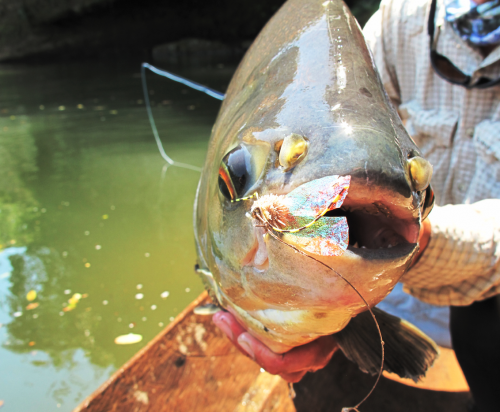 histoire de pêche, dorado, pacu à la mouche, pêche du pacu, gros pacu en sèche, Tsimane lodge, dorado et pacu bolivien, Jean-Baptiste Vidal Moniteur-Guide de pêche à la mouche, Enjoy Fishing