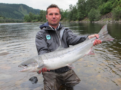 Norvège, rivière Gaula, saumon atlantique, Norway, Gaula, atlantic salmon, N.F.C., Norwegian Flyfishers Club