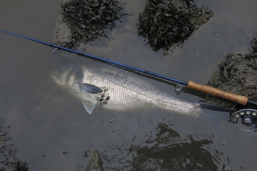 bar à vue à la mouche,bar à la mouche,bar à vue,pêche du bar,bar en estuaire,jean-baptiste vidal guide de pêche à la mouche,enjoy fishing