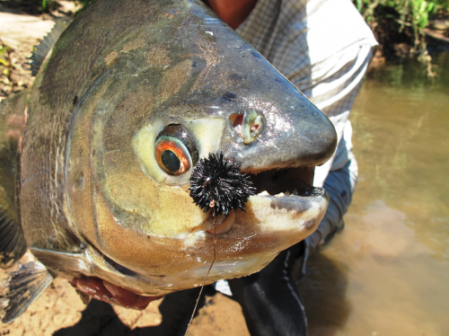 histoire de pêche, dorado, pacu à la mouche, pêche du pacu, gros pacu en sèche, Tsimane lodge, dorado et pacu bolivien, Jean-Baptiste Vidal Moniteur-Guide de pêche à la mouche, Enjoy Fishing