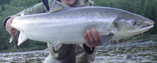 Norvège, rivière Gaula, saumon atlantique, Norway, Gaula, atlantic salmon, N.F.C., Norwegian Flyfishers Club