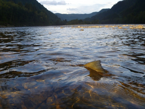 Bilan de la saison saumon en bretagne, saumon à la mouche, saumon en Bretagne, bilan de la saison migrateur, alose, saumon, truite de mer, Enjoy Fishing, Jean Baptiste Vidal
