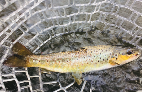 peche de la truite, truite en nymphe, nymphe au fil, peche truite bretagne, rivière bretonne, pêche à la mouche, peche de la truite à la mouche, peche en bretagne; guide de pêche en bretagne