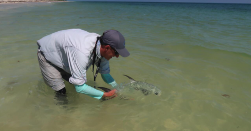 pêche du permit,permit à la mouche,voyage en diy au mexique,pêche du permit au mexique,la fièvre du permit,pêche à la mouche exotique,jean-baptiste vidal moniteur-guide de pêche,enjoy fishing,truites&cie