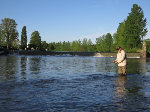 alose en bretagne,alose à la mouche,guide de pêche alose,peche de l'alose,aulne,blavet,enjoy fishing,jean-baptiste vidal guide de pêche en bretagne