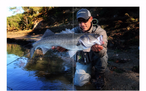 bar à la mouche,peche du bar,bar à vue,bar en estuaire,gros bars à la mouche,jean-baptiste vidal guide de pêche,enjoy fishing