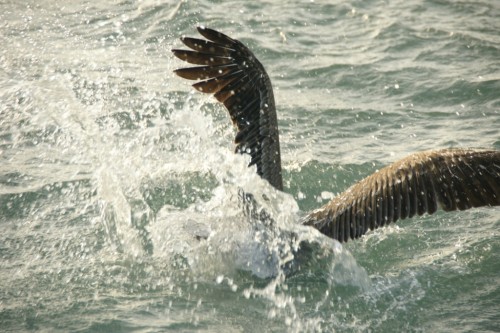 Venezuela, Los Roques, bonefish, tarpon, permit, fly fishing, peche a la mouche, saltwater, enjoy fishing