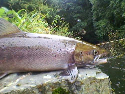 Saumon, bretagne, saumon à la mouche, pêche à vue, rivière bretonnes, triplé de saumons, Finistère, Elorn, Ellé, Aven,