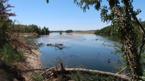 aspe à la mouche, pêche de l'aspe, pêche sur la Loire, traque de l'aspe à la mouche