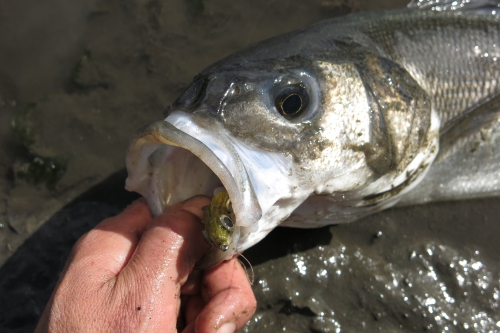 bar à vue à la mouche,bar à la mouche,bar à vue,pêche du bar,bar en estuaire,jean-baptiste vidal guide de pêche à la mouche,enjoy fishing