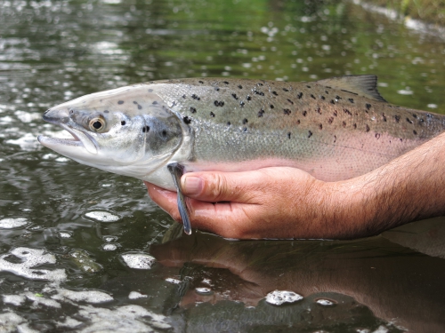 BIlan peche des migrateurs en Bretagne, Report fin de saison saumon, Compte rendu saison saumon Bretagne, Jean-Baptiste Vidal Guide de peche à la mouche en Bretagne, Enjoy FIshing