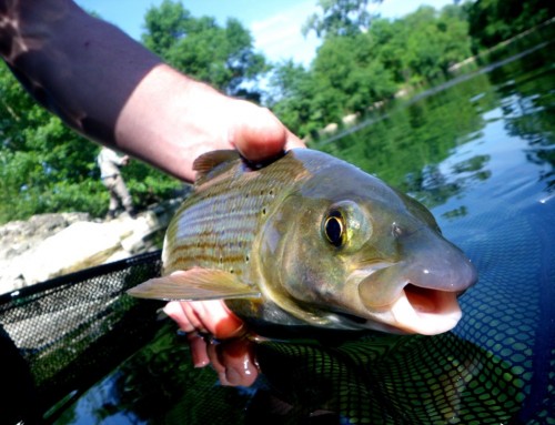 ombre, truites, ïle sur la Sorgues, nymphe à vue, peche a la mouche,  enjoyfishing