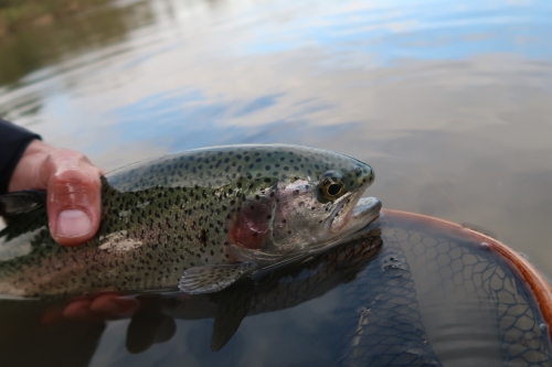 peche en réservoir, initiation pêche à la mouche, apprentissage du lancer et technique de double traction, jean-baptiste vidal Moniteur-Guide de pêche, Enjoy Fishing 