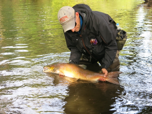 bilan peche des migrateurs en bretagne,report fin de saison saumon,compte rendu saison saumon bretagne,jean-baptiste vidal guide de peche à la mouche en bretagne,enjoy fishing