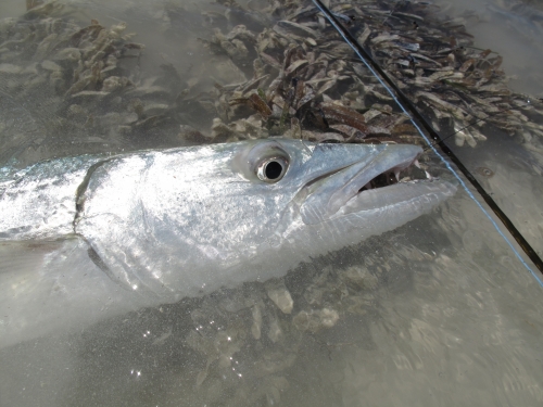 histoire de pêche,pêche en mer,pêche en mer exotique,flat fishing,pêche à vue à la mouche,gros barracuda à la mouche,cuda on the fly,jean-baptiste vidal moniteur-guide de pêche,enjoy fishing