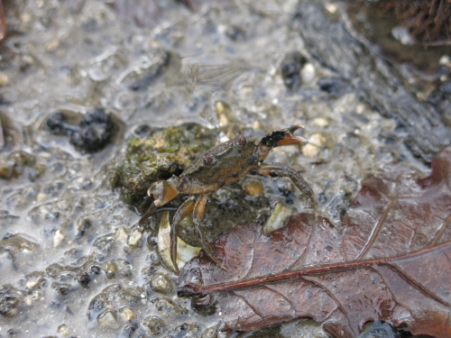 bar à vue, bar à vue à la mouche, gros bars à la mouche, peche du bar à la mouche, traque de bars trophées, gros bars, bars en Bretagne, pêche du bar en Bretagne, Guide de pêche au bar, guide de pêche au bar à la mouche, Jean-Baptiste Vidal Moniteur-Guide, Enjoy Fishing