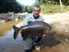 tsimane lodge, dorado, bolivie, pacu, pêche a la mouche, jungle bolivienne, untamed angling, enjoyfishing