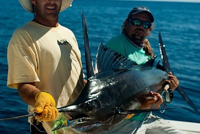 sailfish.jpg