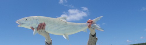 Nouvelle calédonie, bonefish, bonefish trophée, bonefishing, peche a la mouche, saltwater, enjoyfishing