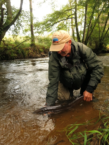 BIlan peche des migrateurs en Bretagne, Report fin de saison saumon, Compte rendu saison saumon Bretagne, Jean-Baptiste Vidal Guide de peche à la mouche en Bretagne, Enjoy FIshing