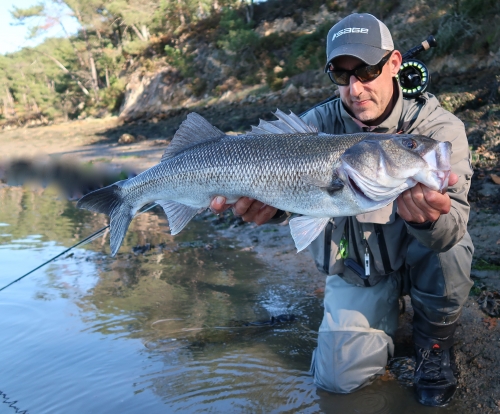 bar à vue à la mouche,bar à la mouche,bar à vue,pêche du bar,bar en estuaire,jean-baptiste vidal guide de pêche à la mouche,enjoy fishing