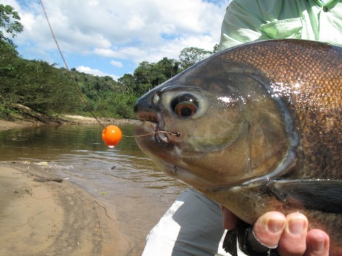 tsimane lodge, dorado, bolivie, pacu, pêche a la mouche, jungle bolivienne, untamed angling, enjoyfishing