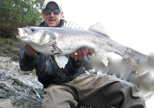 bar à vue à la mouche,bar à la mouche,bar à vue,pêche du bar,bar en estuaire,jean-baptiste vidal guide de pêche à la mouche,enjoy fishing