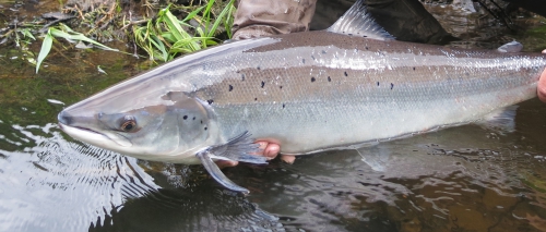 peche du saumon en Bretagne, saumon atlantique en France, meilleures rivières à saumon de Bretagne, guide de pêche au saumon, Jean-Baptiste Vidal guide de pêche à la mouche en Bretagne, Enjoy Fishing, Guide de pêche bretagne