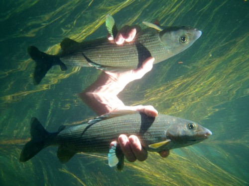 ombre,truites,ïle sur la sorgues,nymphe à vue,peche a la mouche,enjoyfishing