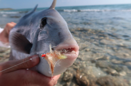 pêche du permit,permit à la mouche,voyage en diy au mexique,pêche du permit au mexique,la fièvre du permit,pêche à la mouche exotique,jean-baptiste vidal moniteur-guide de pêche,enjoy fishing,truites&cie