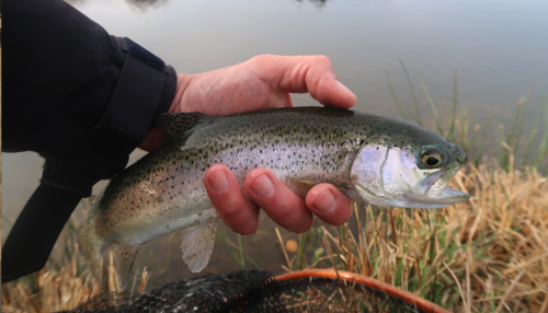 open parc ar bihan,compétition réservoir en bretagne,pêche en réservoir,pêche en réservoir en bretagne,club mouche d'arzano,club mouche de questemberg,aappma du loc'h,enjoy fishing,jean-baptiste vidal moniteur-guide de pêche en bretagne,pêche mouche bretagne,guide pêche mouche