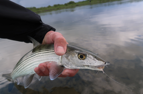 pêche du permit,permit à la mouche,voyage en diy au mexique,pêche du permit au mexique,la fièvre du permit,pêche à la mouche exotique,jean-baptiste vidal moniteur-guide de pêche,enjoy fishing,truites&cie