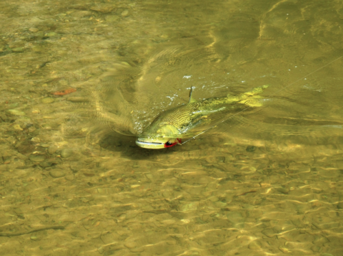 histoire de pêche, dorado, pacu à la mouche, pêche du pacu, gros pacu en sèche, Tsimane lodge, dorado et pacu bolivien, Jean-Baptiste Vidal Moniteur-Guide de pêche à la mouche, Enjoy Fishing