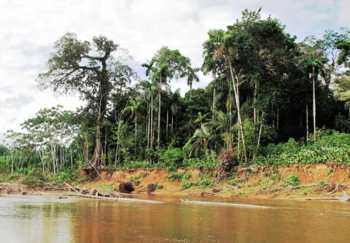 histoire de pêche, dorado, pacu à la mouche, pêche du pacu, gros pacu en sèche, Tsimane lodge, dorado et pacu bolivien, Jean-Baptiste Vidal Moniteur-Guide de pêche à la mouche, Enjoy Fishing