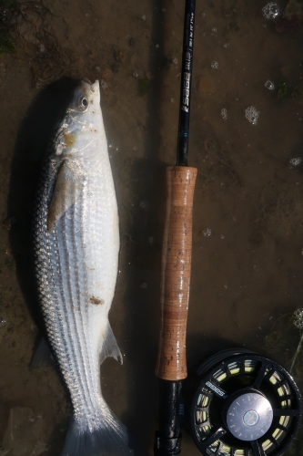 mulet à la mouche, pêche du mulet, mulet en Bretagne, pêche du mulet en estuaire à la mouche, mouches à mulets, Jean-Baptiste Vidal Moniteur-Guide de pêche, Enjoy Fishing, Ardent Pêche