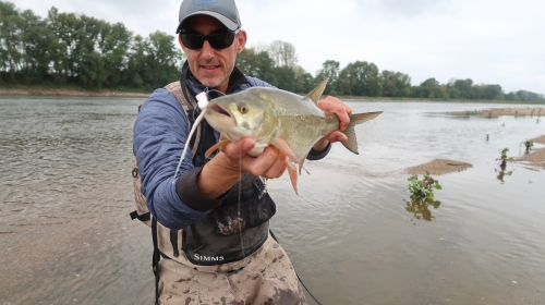 aspe à la mouche, pêche de l'aspe, pêche sur la Loire, traque de l'aspe à la mouche