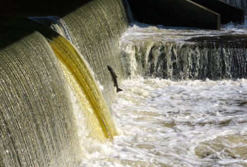 peche du saumon en bretagne,saumon atlantique en france,meilleures rivières à saumon de bretagne,guide de pêche au saumon,jean-baptiste vidal guide de pêche à la mouche en bretagne,enjoy fishing,guide de pêche bretagne