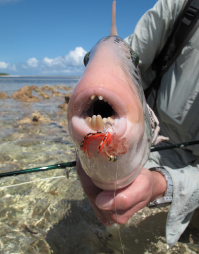 histoire de pêche, balise à la mouche, trigger fish aux Seychelles, pêche à la mouche aux Seychelles, Desroches Islande Fly Fishing, pêche à la mouche, Jean-Baptiste Vidal Moniteur-Guide de pêche, Enjoy Fishing