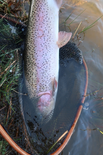 pêche en reservoir,réservoir mouche,pêche à la mouche en bretagne,guide de pêche en bretagne,réservoir parc er bihan,jean-baptiste vidal moniteur-guide de pêche,enjoy fishing