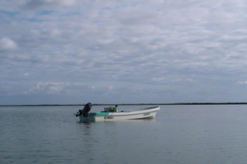 pêche du permit,permit à la mouche,voyage en diy au mexique,pêche du permit au mexique,la fièvre du permit,pêche à la mouche exotique,jean-baptiste vidal moniteur-guide de pêche,enjoy fishing,truites&cie