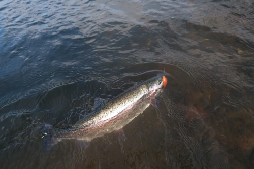 peche en réservoir, initiation pêche à la mouche, apprentissage du lancer et technique de double traction, jean-baptiste vidal Moniteur-Guide de pêche, Enjoy Fishing 