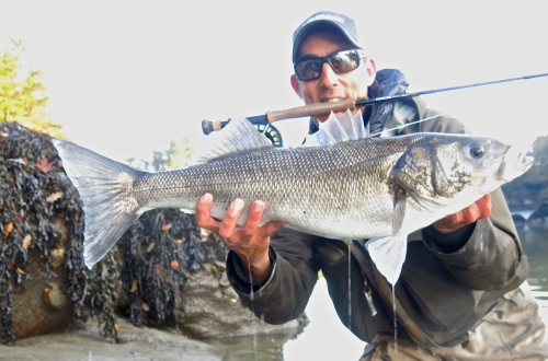 peche du bar à la mouche, bar à vue, gros bars à la mouche, guide de peche au bar, bars trophées, jean-baptiste vidal guide de peche, enjoy fishing