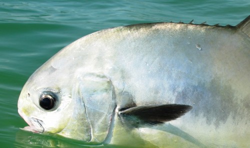 Mexique, Ascencion Bay, Punta Allen, permit, peche a la mouche, fly fishing, Mexico, Permit fishing, Peche Mouche magazine