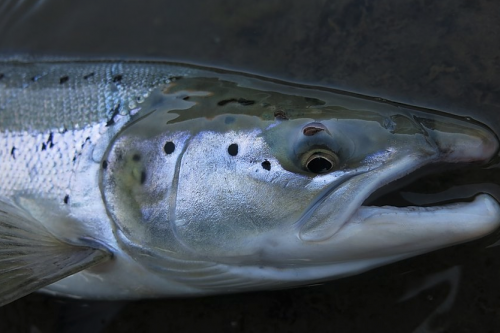 histoire de pêche, gros saumon islandais, pêche en islande, pêche du saumon en Islande, pêche du saumon à la mouche, pêche saumon islande, rivière Jokla, agence strengir, Jean-Baptiste Vidal Moniteur-Guide de pêche, Enjoy Fishing