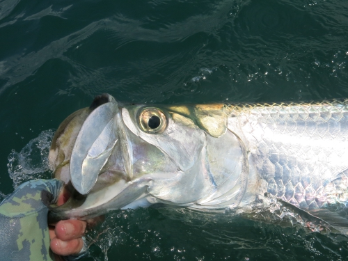 cuba,cayo santa maria,les jardins du roi,pêche du tarpon à la mouche,hosted trip jean-baptiste vidal guide de pêche,enjoy fishing