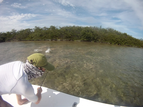 cuba,cayo santa maria,les jardins du roi,pêche du tarpon à la mouche,hosted trip jean-baptiste vidal guide de pêche,enjoy fishing